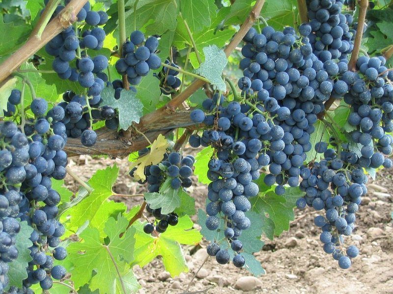 Ánforas de vino romano utilizadas en tiendas de Herculano